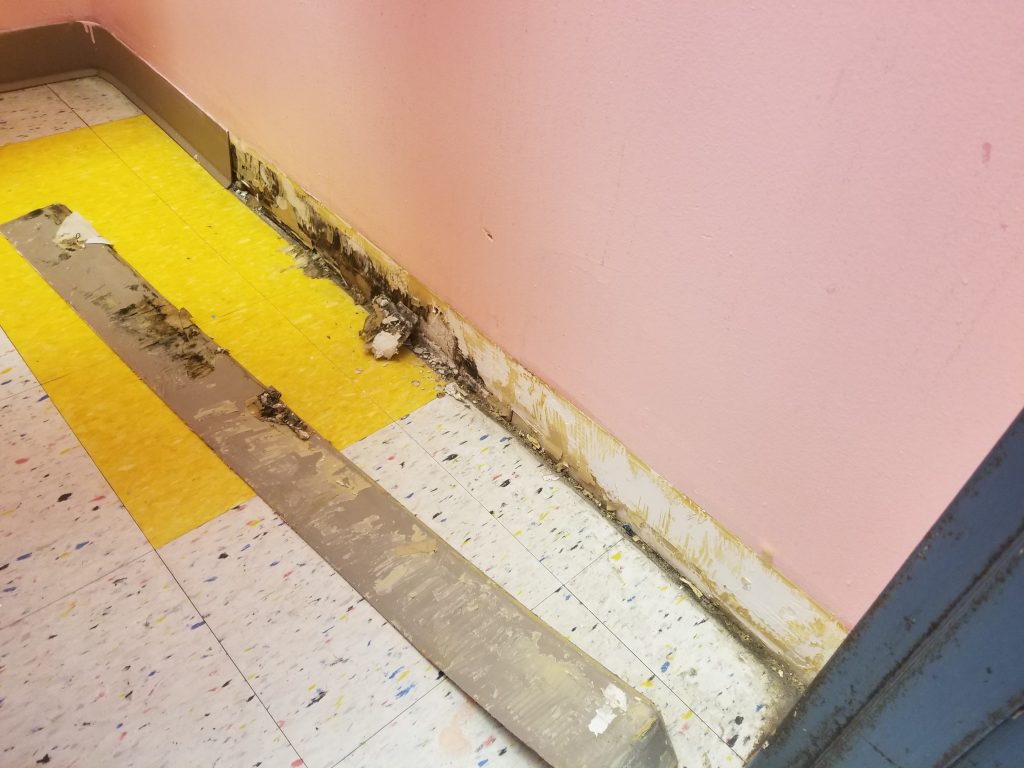 Buffalo Mold Removal Services